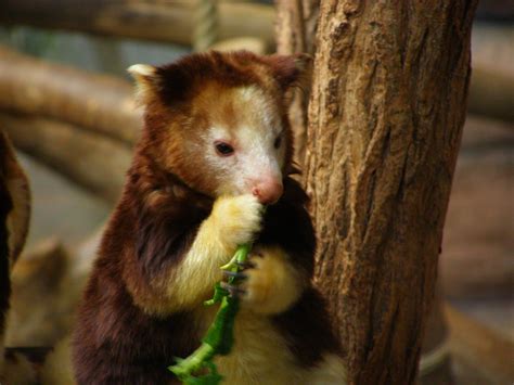 The Tree-Kangaroo Is The Cutest Animal You Will See All Week - BoredWon