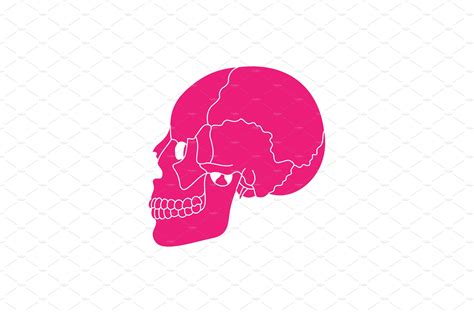 Pink human skull anatomy. | Vector Graphics ~ Creative Market