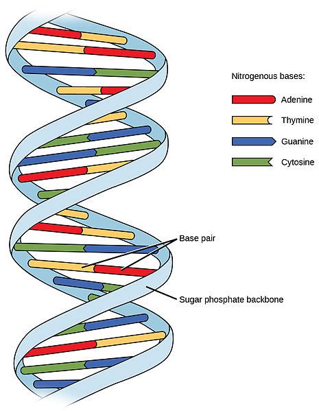 13.1 DNA – The Science of Plants