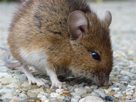 A Field Mouse Photo Taken In The Wildlife Habitat Purchased By The ...