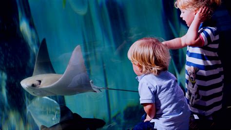 Zones Habitats SEA LIFE Manchester Aquarium, 44% OFF