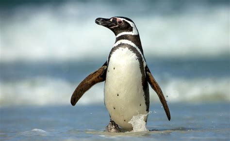 India's First Humboldt Penguin was born in Mumbai's Byculla Zoo on ...