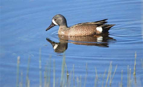 Ideas for How You Can Enjoy Wetlands | by U.S. Fish and Wildlife Service | Updates from the U.S ...