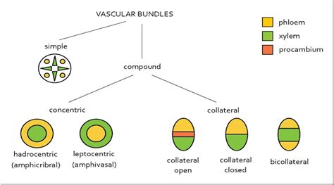 Types of Vascular Bundles in Plants