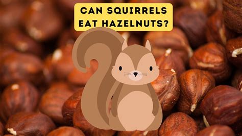 Can Squirrels Eat Hazelnuts?