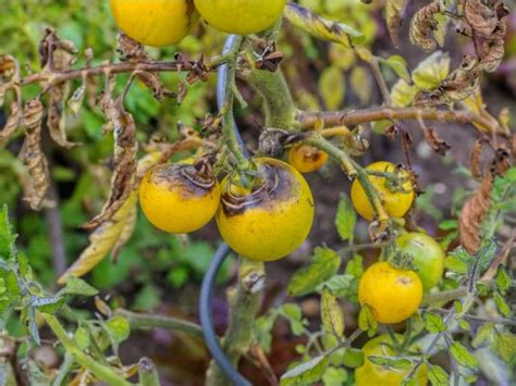 Late Blight Of Tomato Plants - Can You Eat Tomatoes Affected With Blight