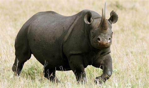 Endangered black rhino 'on brink of extinction' | Nature | News | Express.co.uk