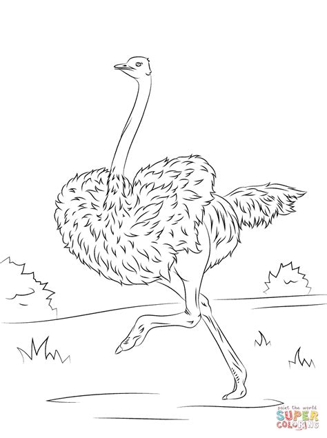 Running Ostrich coloring page | Free Printable Coloring Pages