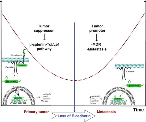 3 Dual role of caveolin-1 in tumorigenesis. In colon cancer, loss of... | Download Scientific ...