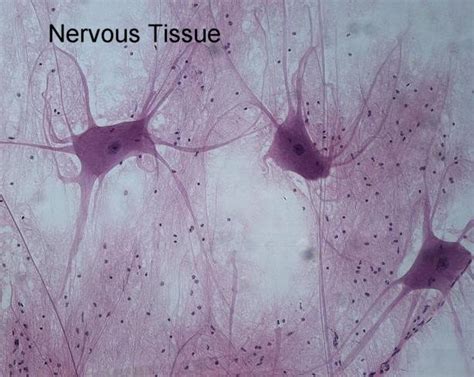 Nervous and Muscle tissue - Notes for Pakistan