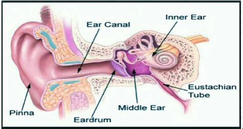 Sinus Diagram Ear