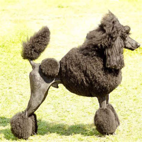 Are Poodles Allergic To Grass