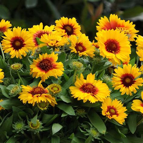 Gaillardia Seeds - 10 Gaillardias - Perennial Flower Seeds