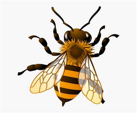 Honeybee Honey Bee Clipart Kid - Realistic Honey Bee Clipart, HD Png Download , Transparent Png ...