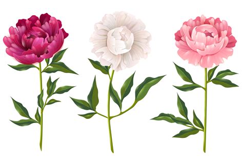 Peony Svg Rose Svg Peonies Clipart Peonies Svg Etsy - vrogue.co