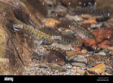 Baby coho salmon fry (Oncorhynchus kisutch), the fish are schooling together in a freshwater ...