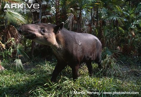 Endangered Species of the Americas: Baird's Tapir: the Largest ...