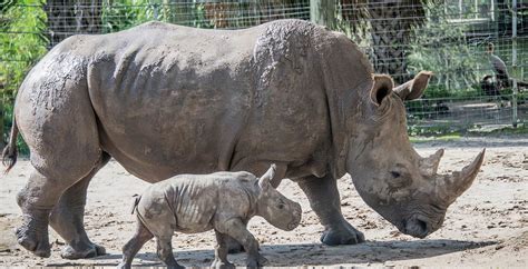 Southern White Rhinoceros - ZooTampa at Lowry Park