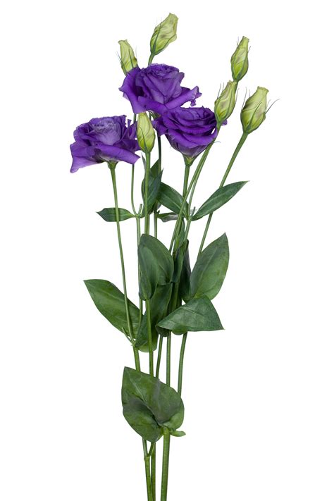 Lisianthus, Purple - Jacksonville Flower Market