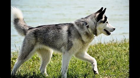 Northern Inuit Dog - Temperament, Lifespan, Shedding, Puppy