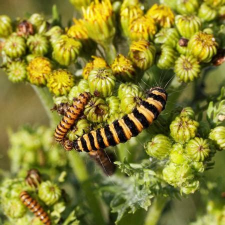 Tansy Ragwort | solvepest