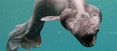 The Bizarre and Terrifying Frilled Shark | Critter Science