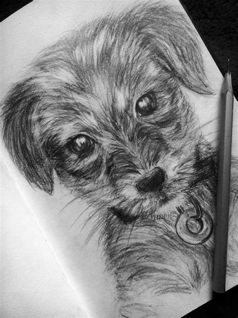 cute dog pencil drawing - Carmel Lindquist