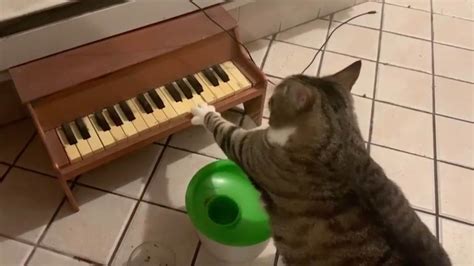 Clever Cat Plays Piano When Its Hungry - YouTube