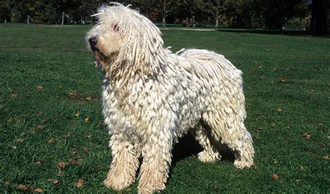 Komondor Breed Information - Vetstreet | Vetstreet