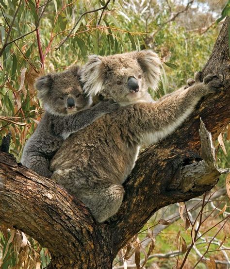 Koala | Appearance, Diet, Habitat, & Facts | Britannica