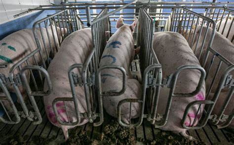 Gestation Crates 'Still Used' In Australia Despite Promises To Ban Them