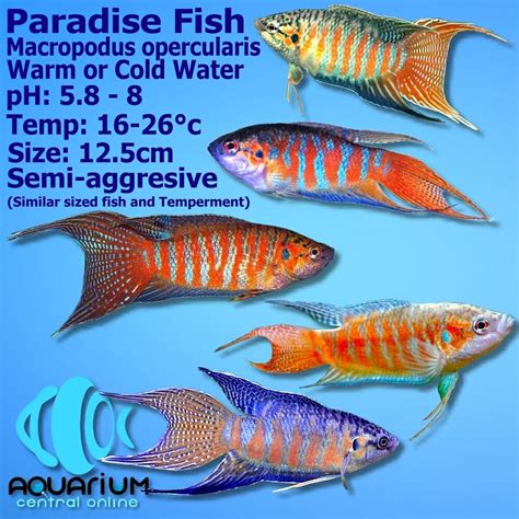 Paradise Fish Male (Macropodus opercularis) 6cm - Aquarium Central