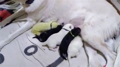 Dog Gives Birth To Green Puppy - YouTube