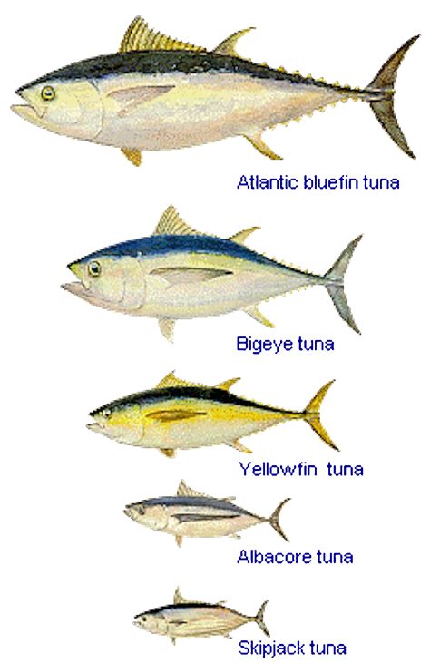 Sustainable shopping: how to buy tuna without biting a chunk out of the oceans