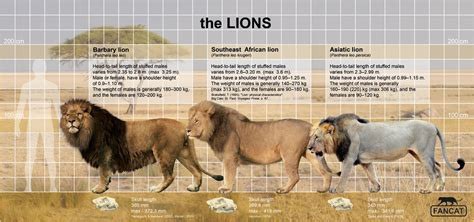 Can Asiatic Lions Breed With African Lions? Exploring Cross-Continental Lion Compatibility