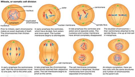 Pengertian Mitosis, Ciri dan Tahap Pembelahan Mitosis Terlengkap ...