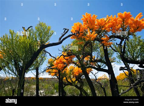 Western Australian Christmas tree (Nuytsia floribunda). Cape Le Grand National Park, Esperance ...