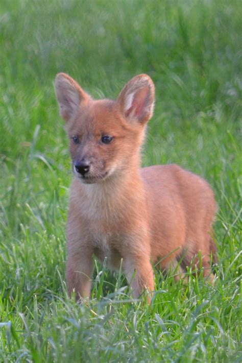 Dhole puppy Reptiles, Mammals, Farm Animals, Animals And Pets, Dhole ...