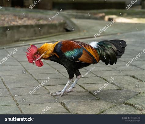 Gamecock Images: Browse 5,803 Stock Photos & Vectors Free Download with ...