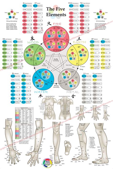 Five Element Acupuncture Theory Points Poster 24 X 36