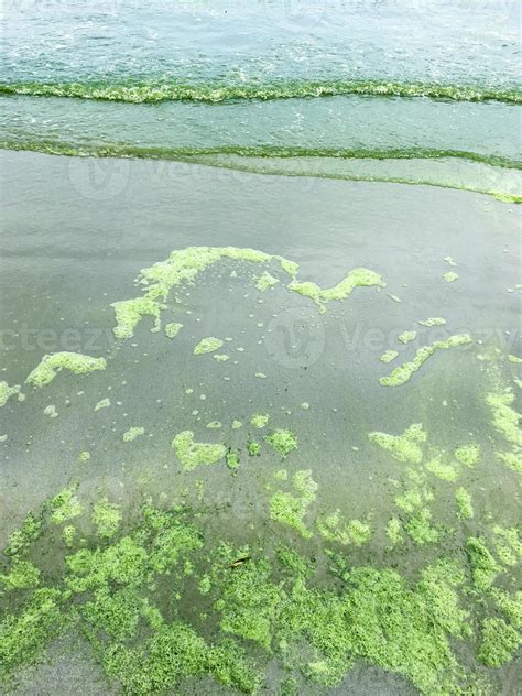 algae bloom at sea 21451715 Stock Photo at Vecteezy