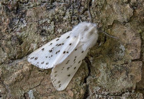 White Ermine Moth– Identification, Life Cycle, Facts & Pictures