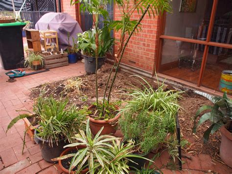 THE THRIFTY CHALLENGE: Phase 1: Planting some plants in the atrium.