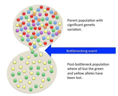 What is the Bottleneck Effect? - Expii