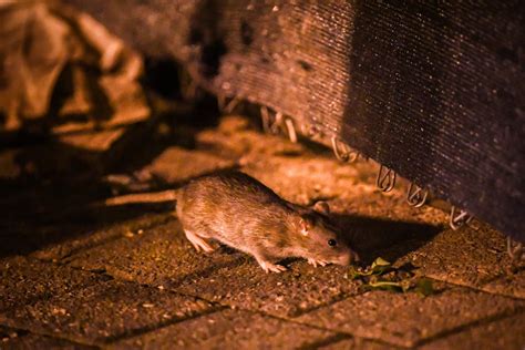 Rat Infestation Solutions: Expert Advice on Eliminating Unwanted ...