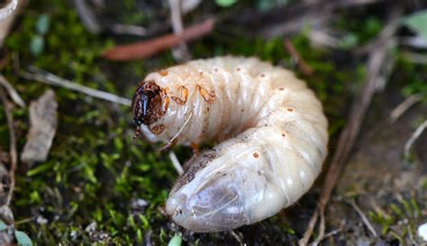 Control Lawn Grubs with Beneficial Nematodes - Hobby Farms