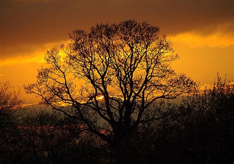 Nature's Gold Photograph by Cat Shatwell - Fine Art America