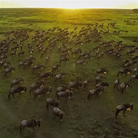 The great migration in Serengeti National Park, Tanzania