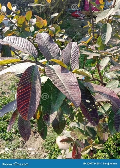 Indian Guava stock image. Image of tree, autumn, guava - 209971465