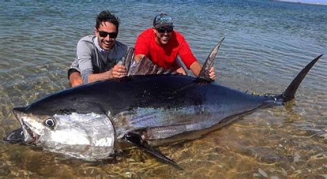 Bluefin Tuna Record Size